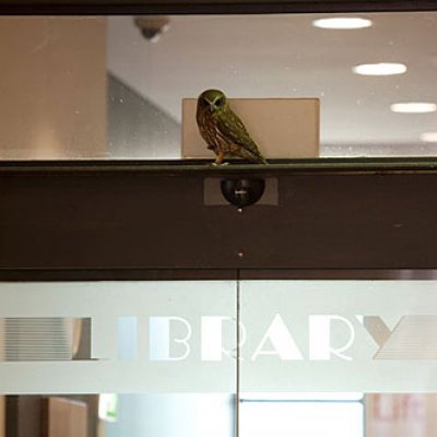 The Southern Boobook Owl that temporarily took up roost atop the UQ Library