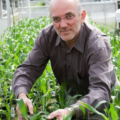 Professor Graeme Hammer, Director of the Centre for Plant Science at QAAFI.