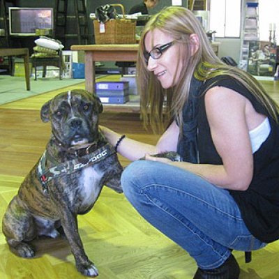 Brian the adopted boxer cross in the Charcoal Interiors store in Newstead