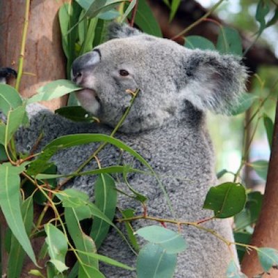 The long-term outlook for koalas is grim according to extensive research by the Koala Research Network.