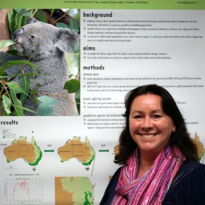 Shrinking habitat: Christine Adams-Hosking has found current koala distributions will likely shift to eastern and southern regions where koala populations are already under threat due to high human population densities and ongoing pressures from habitat loss, dog attacks and vehicle collisions.