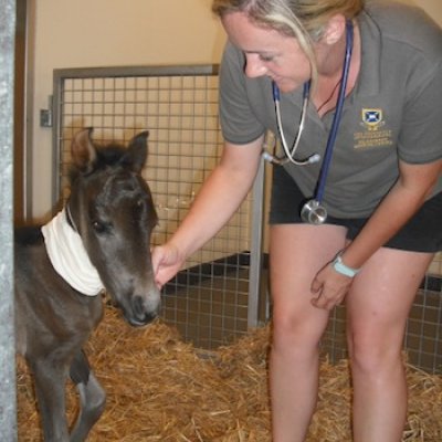 Equine veterinary nurse, Natasha Curlew, checks over the miniature horse foal that was orphaned in the Lockyer Valley floods.