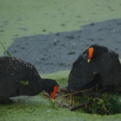 One dusky moorhen parent tries to stabilise the nest from the rising water while the other parent shelters two chicks beneath its wings.