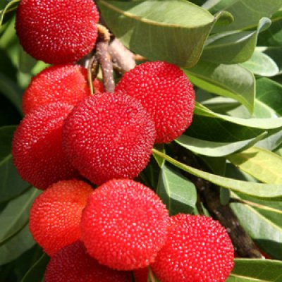 Yang Mei, Chinese Bayberry, or Red Bayberry