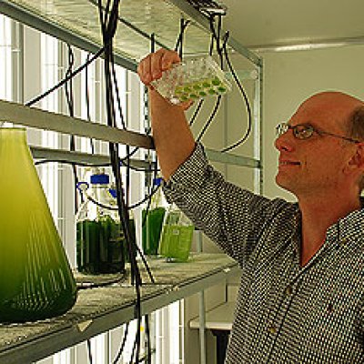 Associate Professor Peer Schenk inspects new algae strains