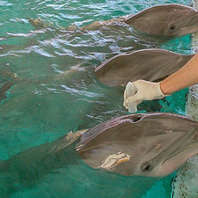 Collecting DNA from dolphins