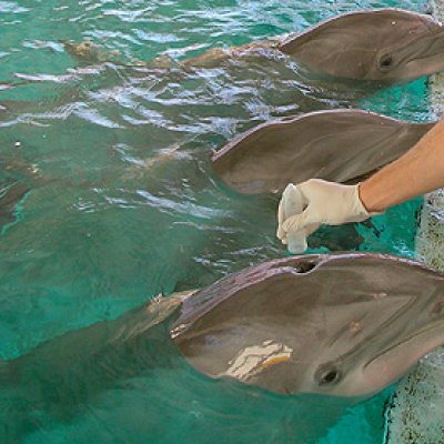 Collecting DNA from dolphins