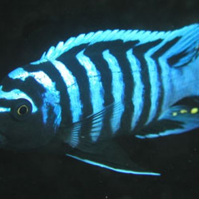 A cichlid fish