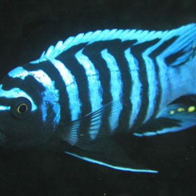A cichlid fish