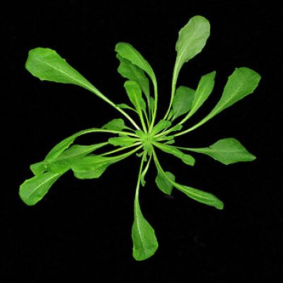 A plant in which the naturally hyperactive variant of the ACD6 gene has 
been inactivated: leaves grow more quickly, become larger and the leaves 
stay green longer. However, the plant is now susceptible to pathogens. 
(Image: Marco Todesco / Max Planck Institute for Developmental Biology)
