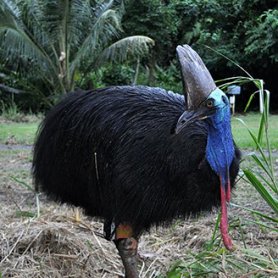 A cassowary tagged with a GPS at Etty Bay in north Queensland. Photo courtesy Hamish Campbell