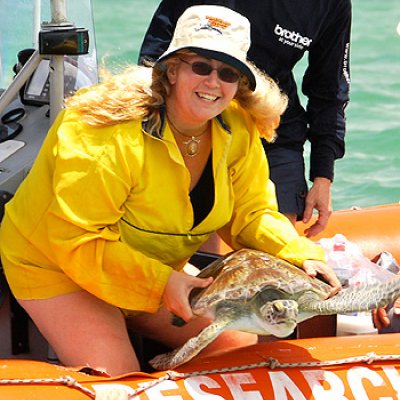 Dr Kathy Townsend prepares to release a sea turtle