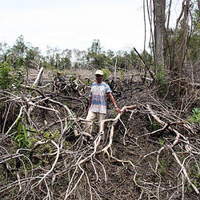 An example of deforestation in Kalimantan, Indonesia
