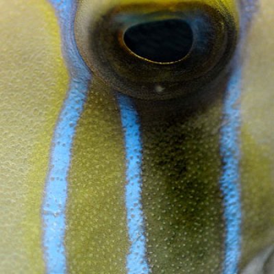 Close up of a trigger fish's eye