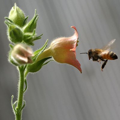 QBI researchers have found honeybees have a very selective sense of smell