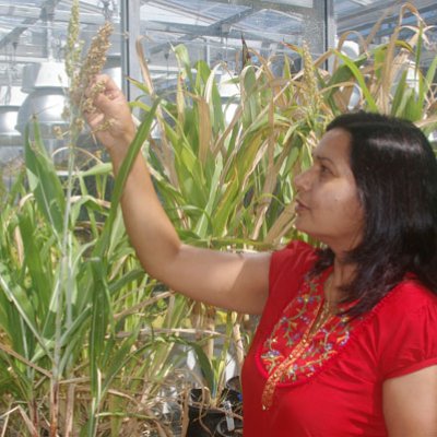 Dr Raghuwanshi with the world's first transgenic sweet sorghum plants