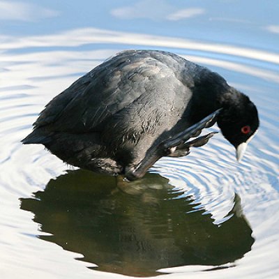 An image from the Birds of UQ exhibition