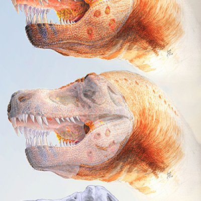 Hypothesized reconstruction MOR 980, commonly known as the ‘Peck’s Rex'.
Illustration by Chris Glen, The University of Queensland.