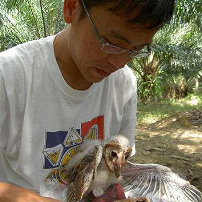 Mr Puan bands a fledgling barn owl in Malaysia