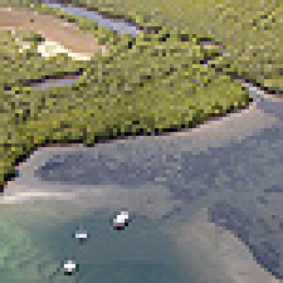 Seagrass, mangroves and salt marsh at Ukerebagh Island, Terranora
Creek