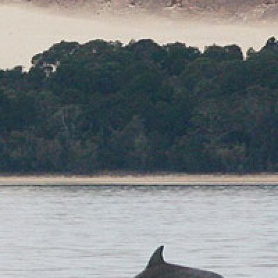 Dolphin in Moreton Bay