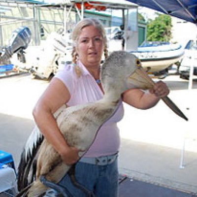 Dr Kathy Townsend with an oil affected pelican. Photo by Jack Johnson
