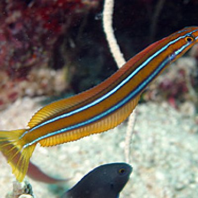 An orange fangblenny