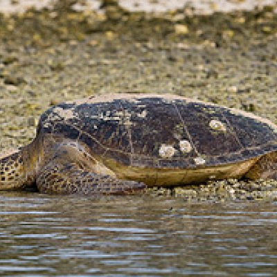 Turtle on Heron Island