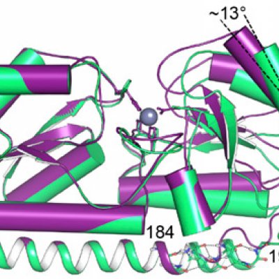 3D structure of the protein responsible for zinc starvation of lethal bacteria.