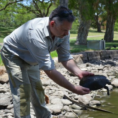 A freshwater turtle is released into the UQ Lakes