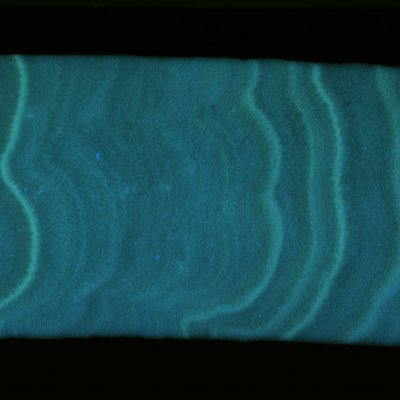 Photo of coral growth bands