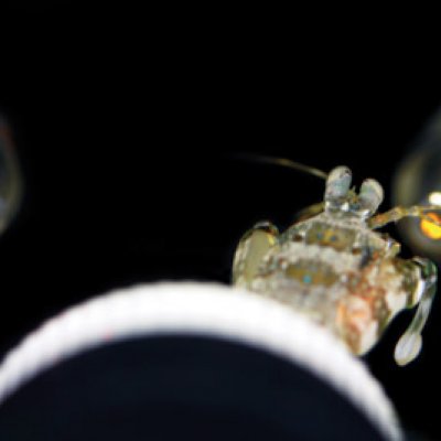 Colour blindness test surprisingly reveals that mantis shrimp have poor colour sense.