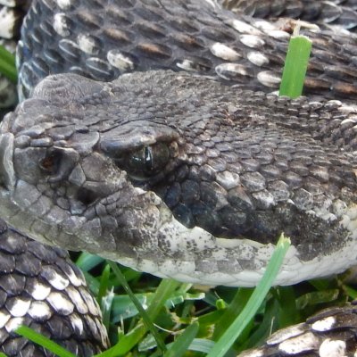 Southern Pacific Rattlesnake. Photo credit: Chip Cochran.