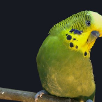 UQ research has found that budgerigars are inclined to favour the left or right side.