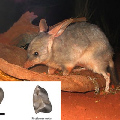 Bilby (image source: Wikipedia). Inset picture: Fossil teeth of the fossil bilby, Liyamayi dayi (photo by Kenny Travouillon).