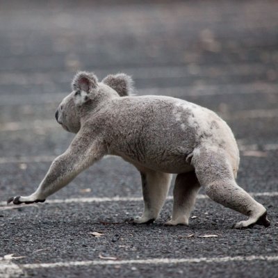 Picture here of koala crossing a road