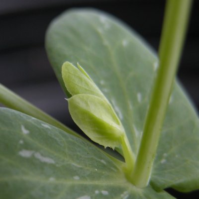 Plant growth shaped by sugars.