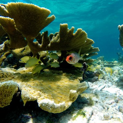 Coral reefs with healthy structural complexity provide numerous hiding places for reef fish.