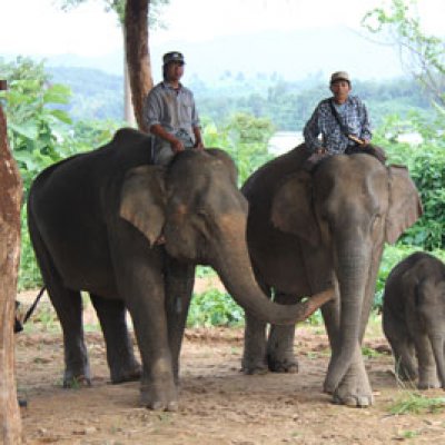 A UQ study has shown the captive elephant population in Laos is declining as the elephants are not allowed to breed at a rate sufficient to sustain the population.  Photo courtesy of ElefantAsia.