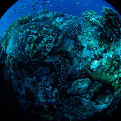 The Catlin Seaview Survey captured this image of a turtle in the undamaged area of Tubbataha Reefs Natural Park.