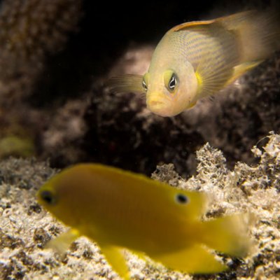 Wideband anemonefish from the Solitary Islands, Australia, tending eggs. Photo: Ian Shaw.