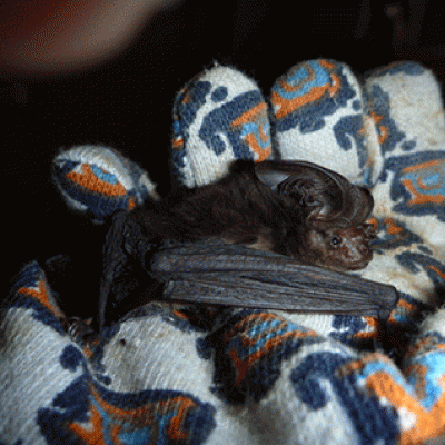 The only previously known specimens of the 'big-ear bat' were collected by an Italian scientist in 1890