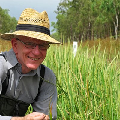 ﻿﻿Professor Robert Henry from the Queensland Alliance for Agriculture and Food Innovation searches for wild rice in Queensland's Lakefield National Park.