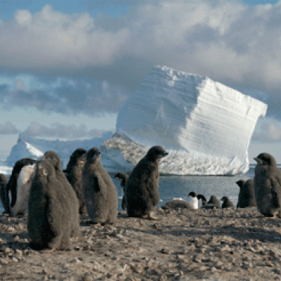 More than 40,000 people visit Antarctica each year