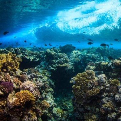 Climate change will allow larger waves to travel over reefs deteriorating conditions for less wave tolerant marine life, such as seagrass. Photograph by Tane Sinclair-Taylor 