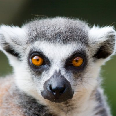 Lemur picture