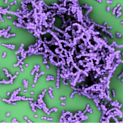 Chains of the human pathogenic bacterium Streptococcus pyogenes. Nina van Sorge and Victor Nizet