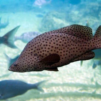 Photo of a barramundi fish