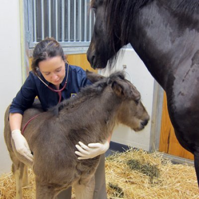 Staff at UQ’s Equine Hospital provide 24-hour care and monitoring for foals and mares