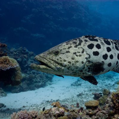 Tighter bag limits for fishermen have been identified as an important key to ocean ecosystem conservation. Pictured, a potato cod. Photo by Mark Priest. 